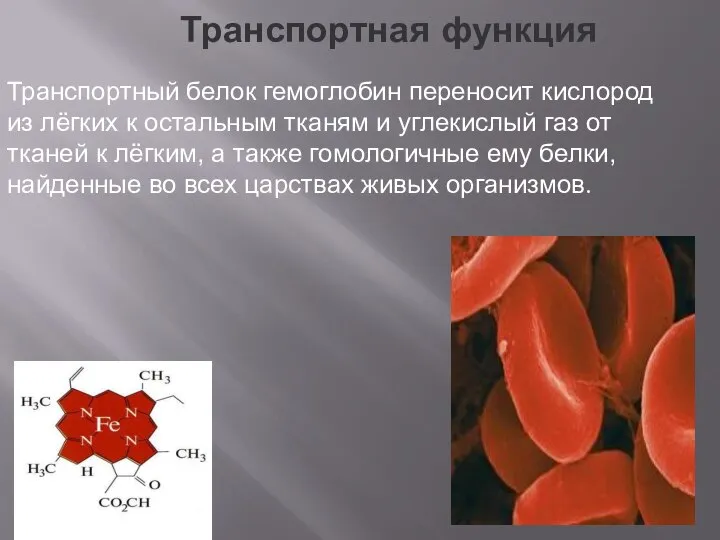 Транспортная функция Транспортный белок гемоглобин переносит кислород из лёгких к остальным тканям