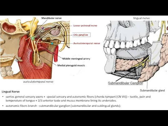 auriculotemporal nerve lingual nerve Lingual Nerve carries general sensory axons + special