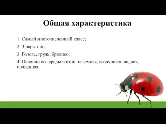 1. Самый многочисленный класс; 2. 3 пары ног; 3. Голова, грудь, брюшко;