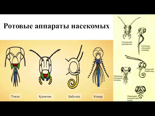 Ротовые аппараты насекомых