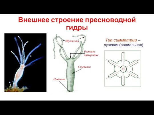 Внешнее строение пресноводной гидры