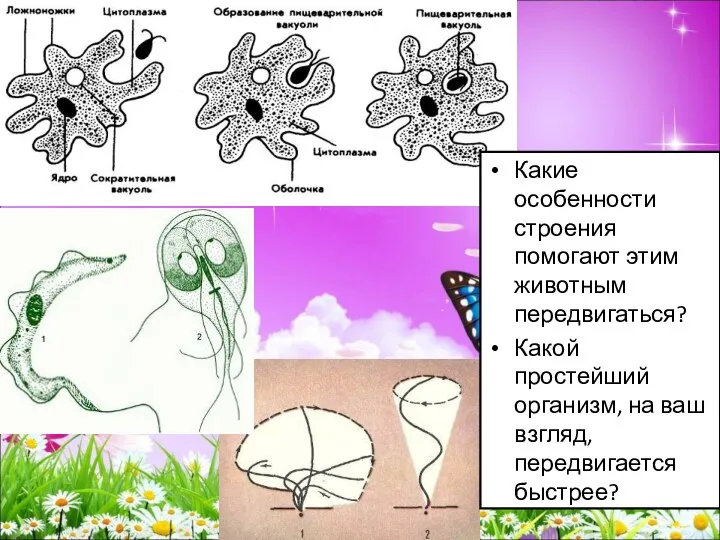 Какие особенности строения помогают этим животным передвигаться? Какой простейший организм, на ваш взгляд, передвигается быстрее?