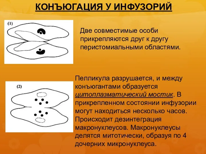 КОНЪЮГАЦИЯ У ИНФУЗОРИЙ Две совместимые особи прикрепляются друг к другу перистомиальными областями.