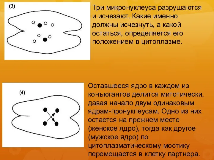 Три микронуклеуса разрушаются и исчезают. Какие именно должны исчезнуть, а какой остаться,