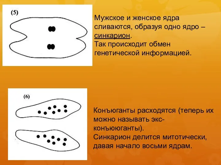 Мужское и женское ядра сливаются, образуя одно ядро – синкарион. Так происходит