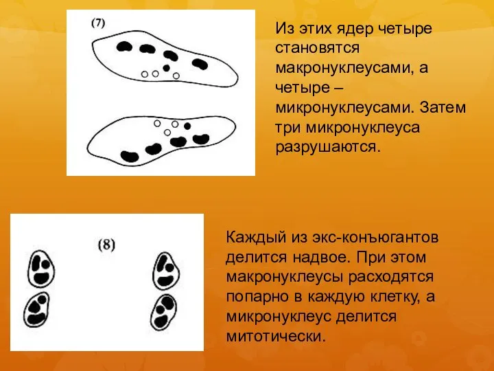 Из этих ядер четыре становятся макронуклеусами, а четыре – микронуклеусами. Затем три