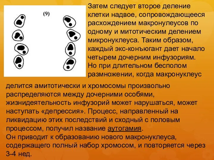 Затем следует второе деление клетки надвое, сопровождающееся расхождением макронулеусов по одному и