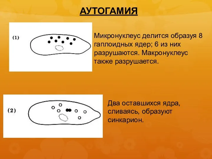 АУТОГАМИЯ Микронуклеус делится образуя 8 гаплоидных ядер; 6 из них разрушаются. Макронуклеус