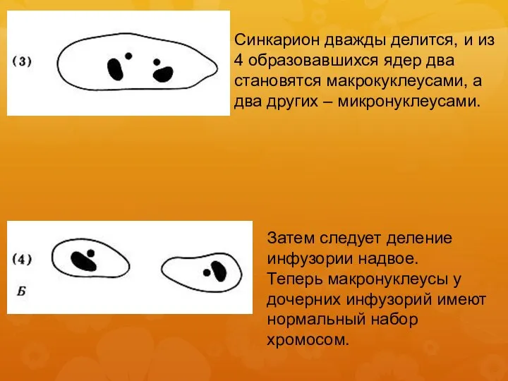 Синкарион дважды делится, и из 4 образовавшихся ядер два становятся макрокуклеусами, а