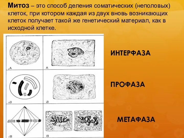 Митоз – это способ деления соматических (неполовых) клеток, при котором каждая из