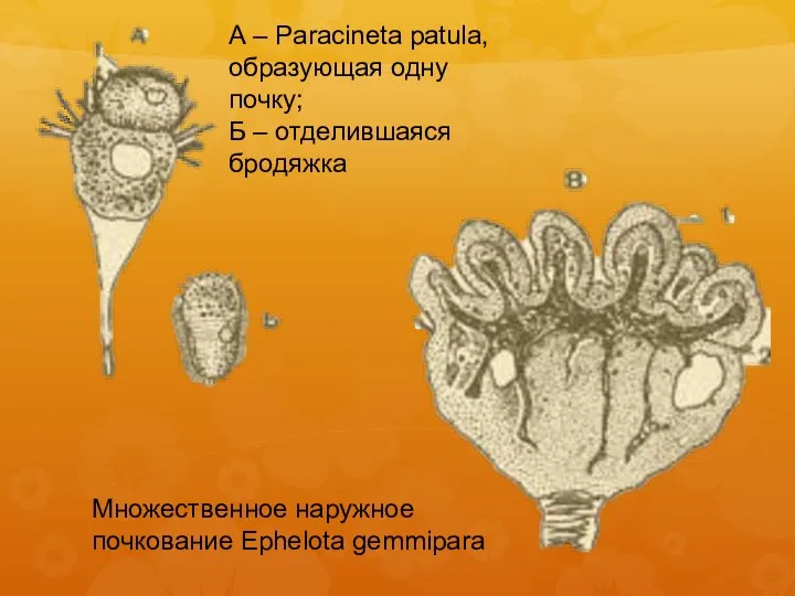 А – Paracineta patula, образующая одну почку; Б – отделившаяся бродяжка Множественное наружное почкование Ephelota gemmipara