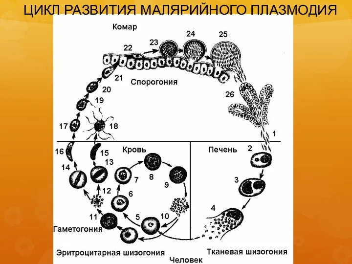 ЦИКЛ РАЗВИТИЯ МАЛЯРИЙНОГО ПЛАЗМОДИЯ