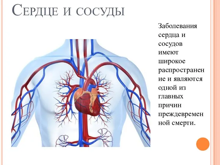 Сердце и сосуды Заболевания сердца и сосудов имеют широкое распространение и являются