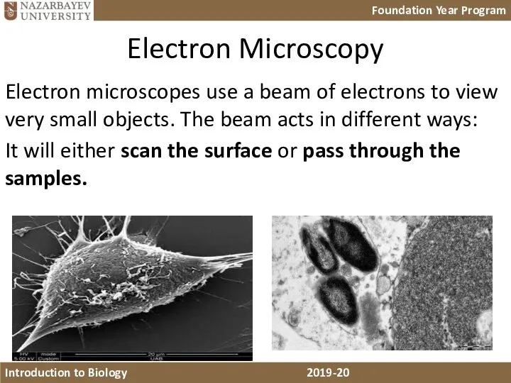 Electron Microscopy Electron microscopes use a beam of electrons to view very
