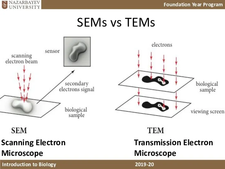 Scanning Electron Microscope Transmission Electron Microscope SEMs vs TEMs