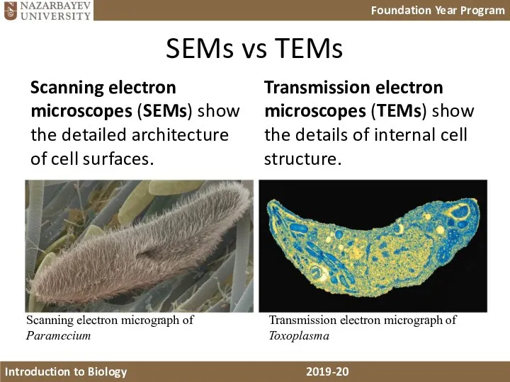 SEMs vs TEMs Scanning electron microscopes (SEMs) show the detailed architecture of