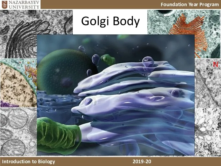 Golgi Body