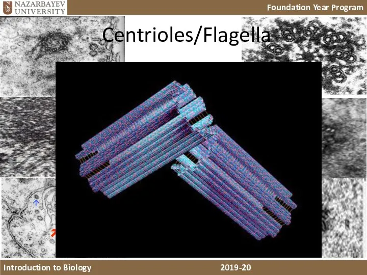 Centrioles/Flagella
