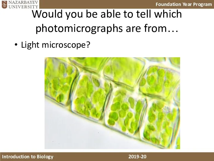 Would you be able to tell which photomicrographs are from… Light microscope?