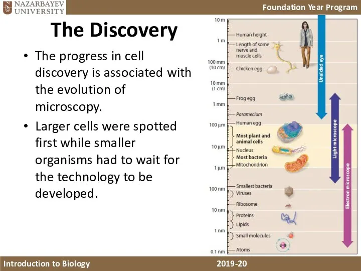 The Discovery The progress in cell discovery is associated with the evolution