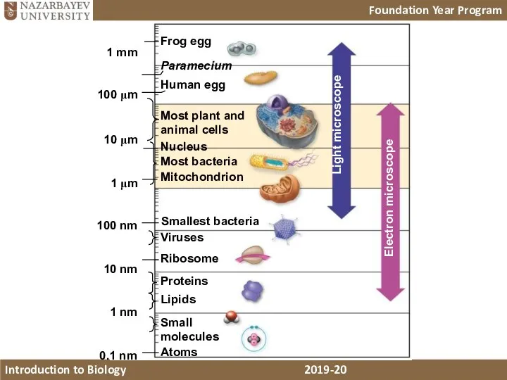 Frog egg Paramecium Human egg Most plant and animal cells Nucleus Most