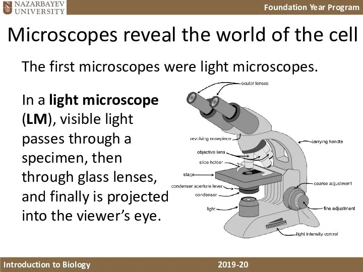 Microscopes reveal the world of the cell In a light microscope (LM),