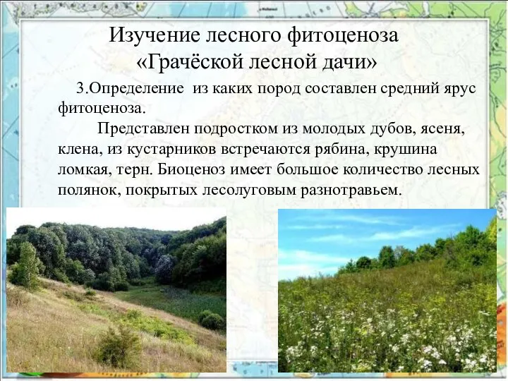 Изучение лесного фитоценоза «Грачёской лесной дачи» 3.Определение из каких пород составлен средний