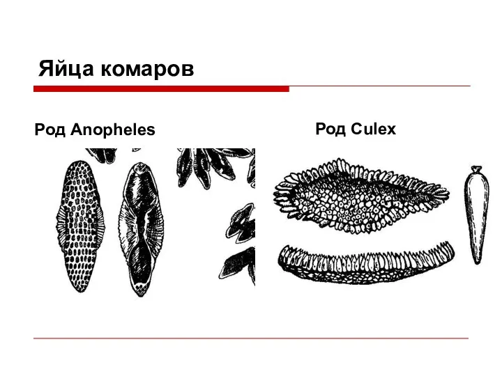 Яйца комаров Род Anopheles Род Culex