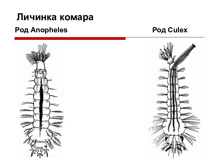 Личинка комара Род Anopheles Род Culex
