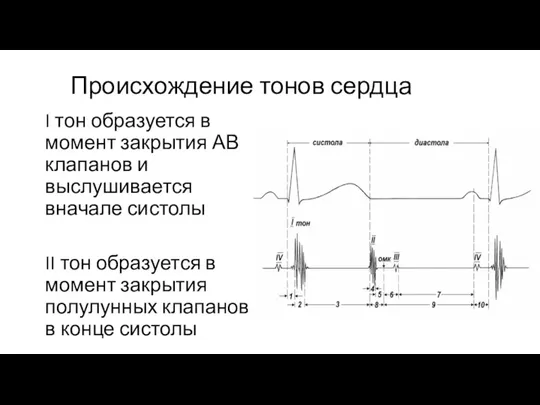 Происхождение тонов сердца I тон образуется в момент закрытия АВ клапанов и