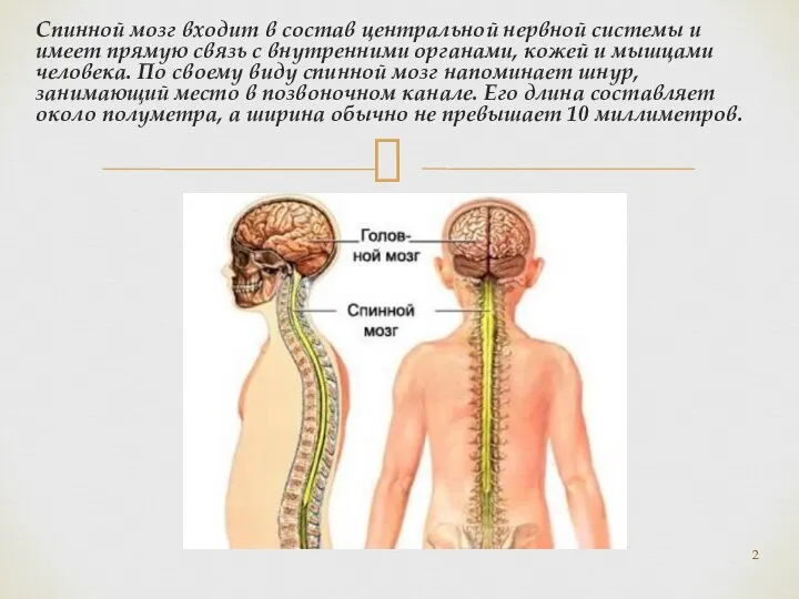 Спинной мозг входит в состав центральной нервной системы и имеет прямую связь
