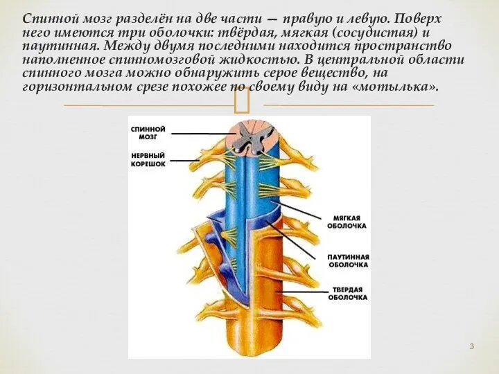 Спинной мозг разделён на две части — правую и левую. Поверх него