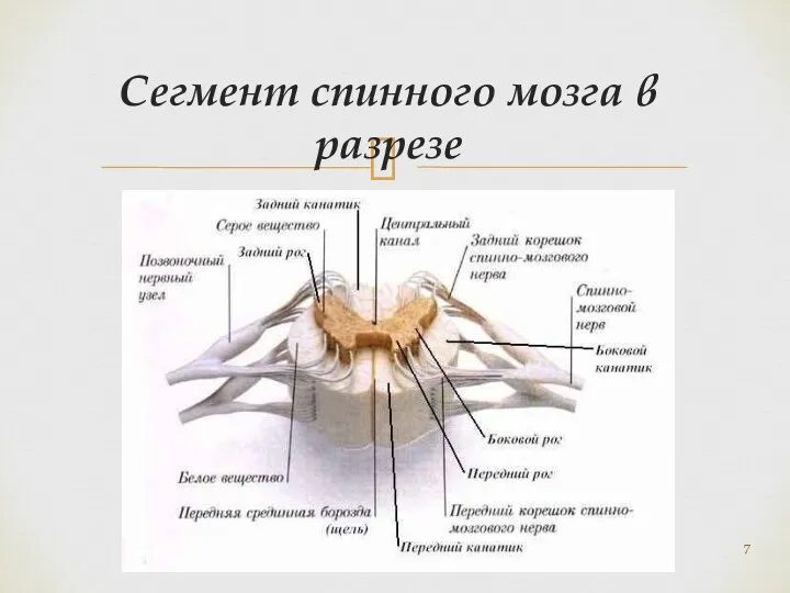 Сегмент спинного мозга в разрезе