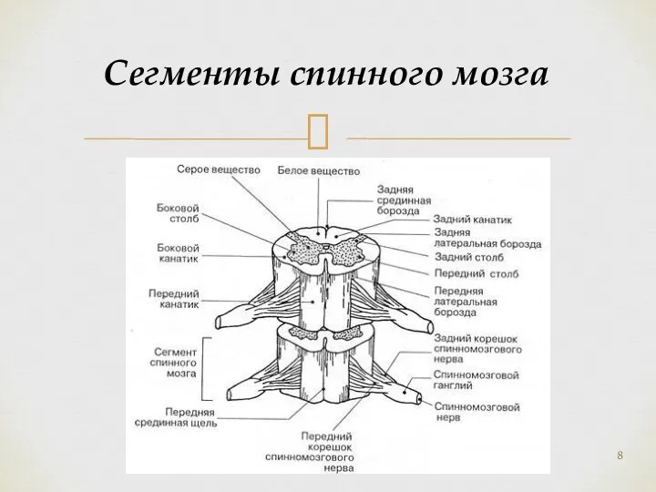 Сегменты спинного мозга