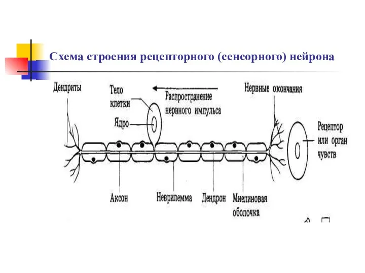Схема строения рецепторного (сенсорного) нейрона