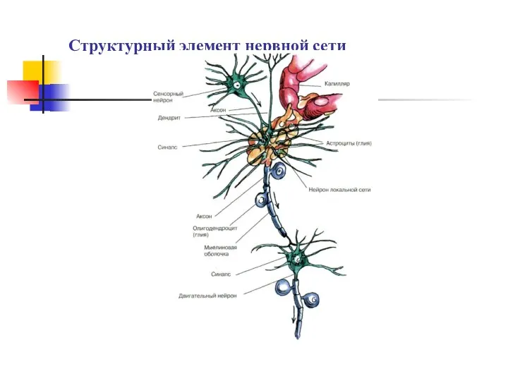 Структурный элемент нервной сети