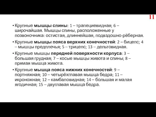 Крупные мышцы спины: 1 – трапециевидная; 6 – широчайшая. Мышцы спины, расположенные