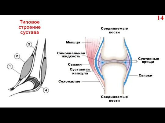 Типовое строение сустава