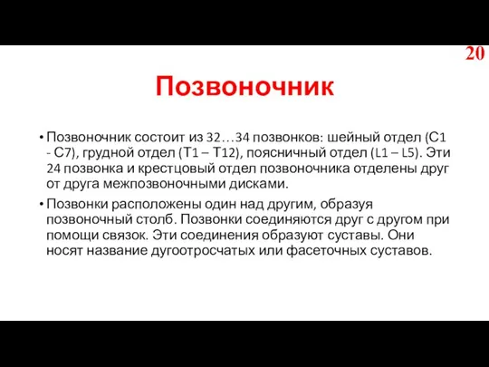 Позвоночник Позвоночник состоит из 32…34 позвонков: шейный отдел (С1 - С7), грудной