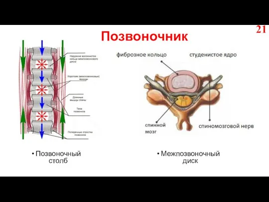 Позвоночный столб Межпозвоночный диск Позвоночник