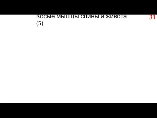 Косые мышцы спины и живота (5)