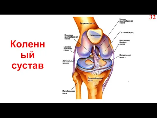 Коленный сустав