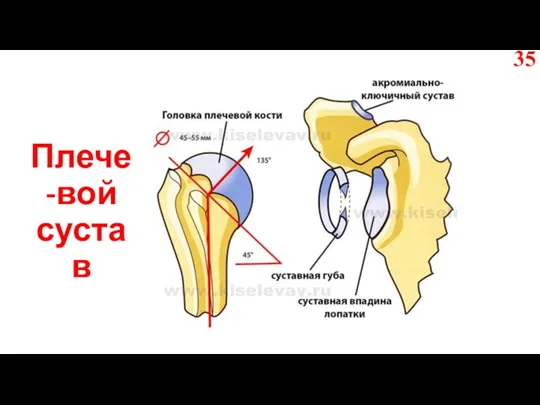 Плече-вой сустав