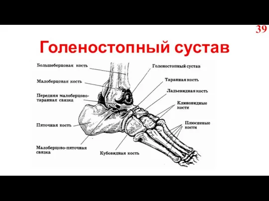 Голеностопный сустав