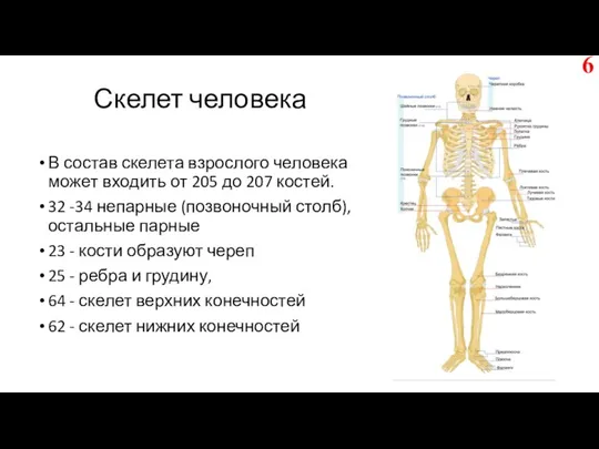 Скелет человека В состав скелета взрослого человека может входить от 205 до