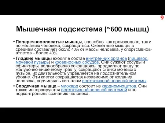 Мышечная подсистема (~600 мышц) Поперечнополосатые мышцы, способны как произвольно, так и по