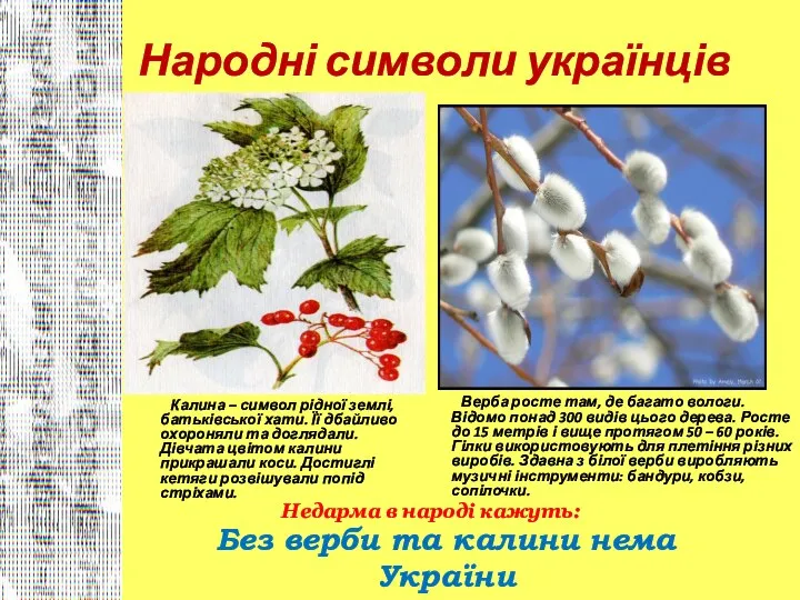 Народні символи українців Калина – символ рідної землі, батьківської хати. Її дбайливо