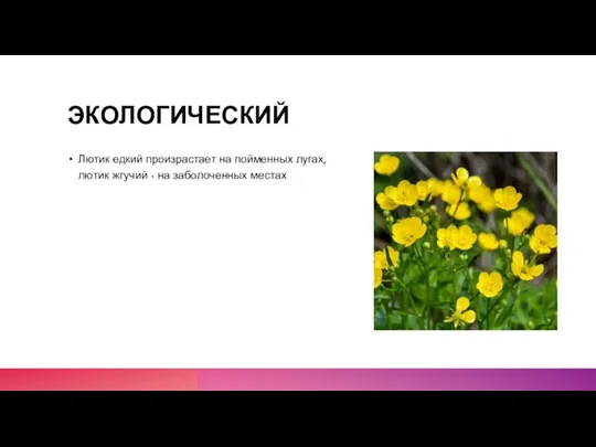 ЭКОЛОГИЧЕСКИЙ Лютик едкий произрастает на пойменных лугах, лютик жгучий - на заболоченных местах