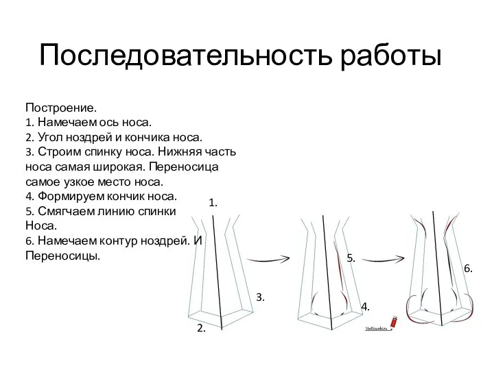 Последовательность работы Построение. 1. Намечаем ось носа. 2. Угол ноздрей и кончика