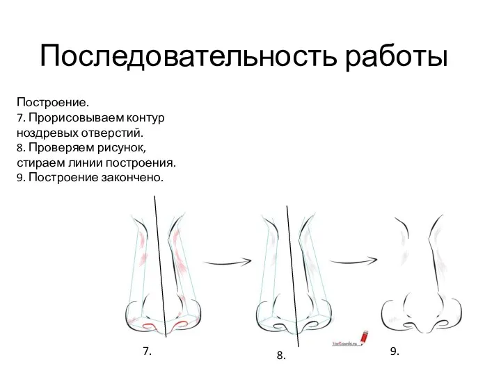 Последовательность работы Построение. 7. Прорисовываем контур ноздревых отверстий. 8. Проверяем рисунок, стираем